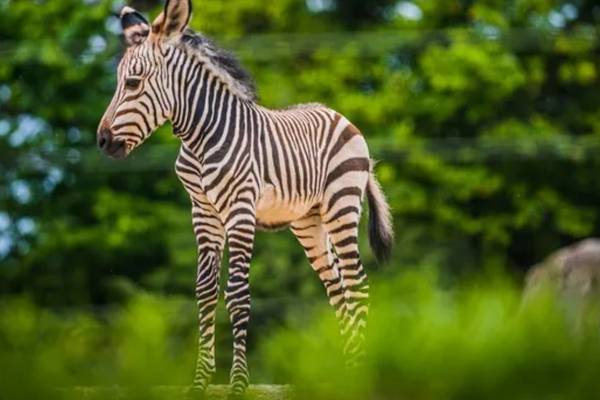 Baby boom: Louisville Zoo announces birth of Hartmann’s mountain zebra