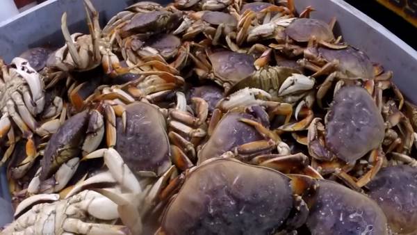 Puget Sound crabbing starts Friday