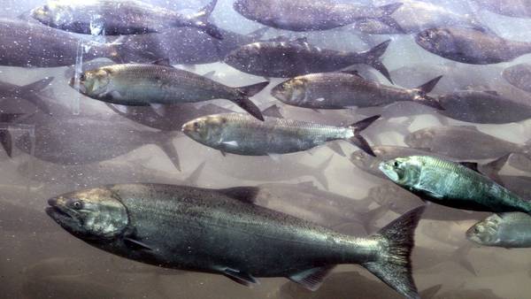 PNW tribal fish hatcheries get big boost from Biden administration