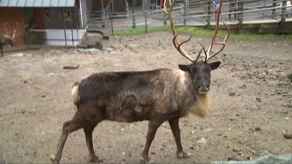 Around the Sound: Reindeer Festival at the Cougar Mountain Zoo