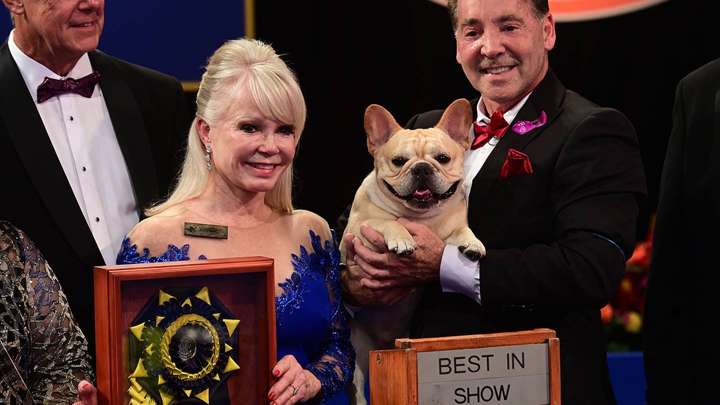 National Dog Show 2022 See the best in show, group winners KIRO 7