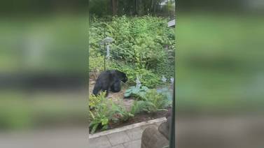 Black bear eats goat in Bellevue; attempts second attack