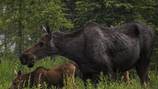 A moose killed a man in Alaska. Could it happen in Washington?