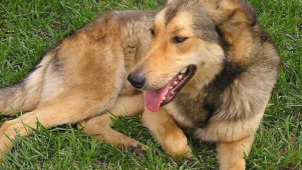 Reports of mysterious, deadly dog disease now surfacing across Western Washington