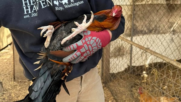 Dozens of roosters up for adoption after bust of cockfighting ring