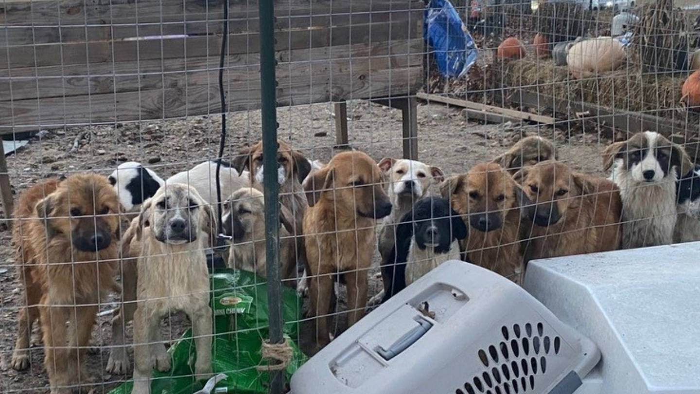 55 dogs rescued by Humane Society of Missouri; 15 others died