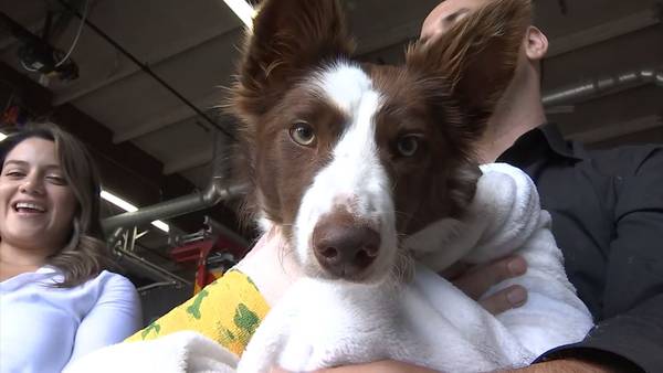 VIDEO: King County firefighter's dog injured after hit-and-run crash