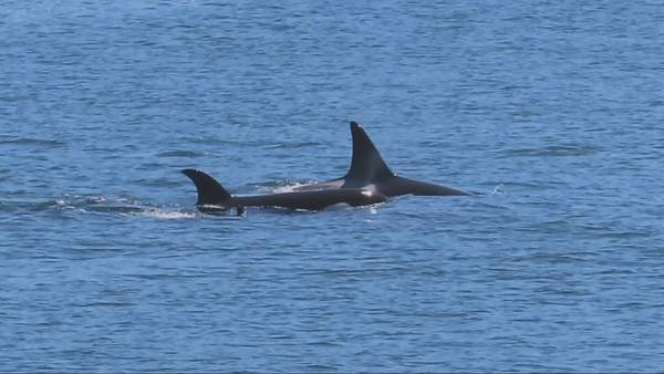 Bigg’s Killer Whale population growing