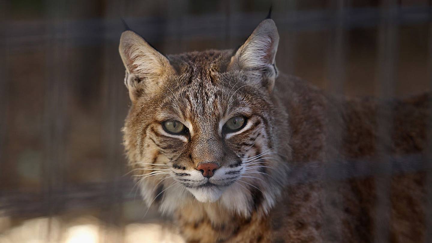 Man finds bobcat under vehicle's hood; animal returned to wild