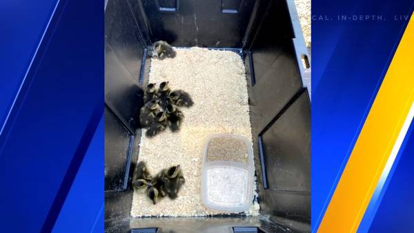 VIDEO: Orphaned ducklings rescued near Pasco