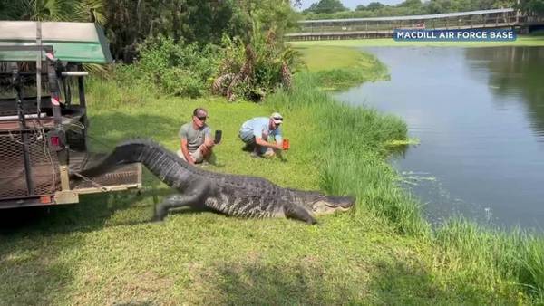 Huge alligator found at Air Force base nicknamed ‘MacDill’ released at gator farm 