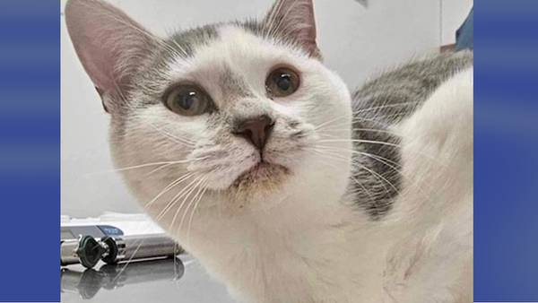 Cat escapes from thief after being taken from pet store; feline still missing