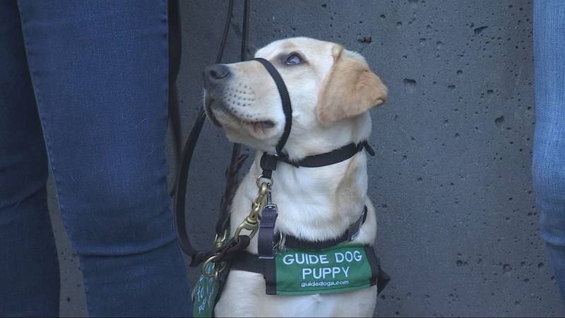 Guide-puppies training on King County Metro