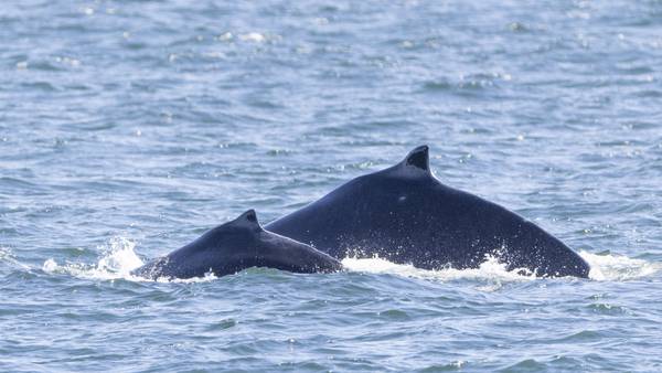 First Humpback Whale mom and calf of the season spotted in the Salish Sea