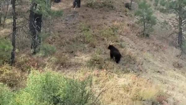 RAW: Mama bear reunited with cub along on Blewett Pass