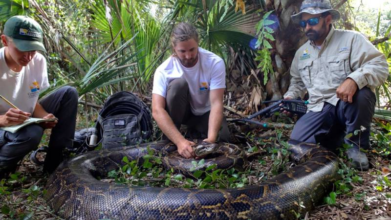 The second-largest python was caught on Friday.