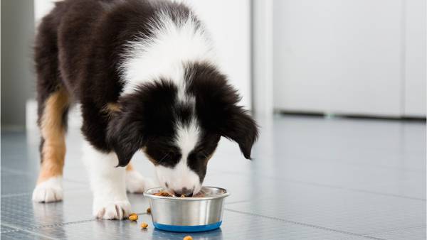 Don't feed pets Performance Dog raw food, FDA warns amid salmonella, listeria fears