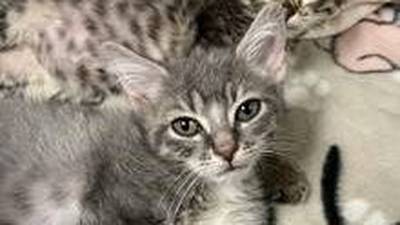 PHOTOS: Cats from southern shelters affected by Hurricane Helene arrive in Stanwood