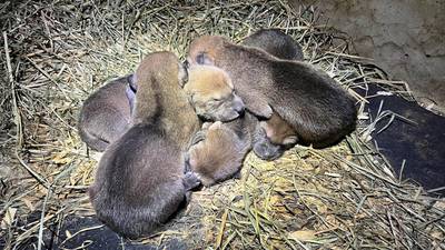 PHOTOS: Critically endangered wolf pups born at Point Defiance Zoo