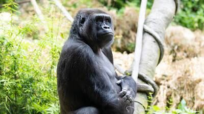 Woodland Park Zoo shares ultrasound images of baby gorilla
