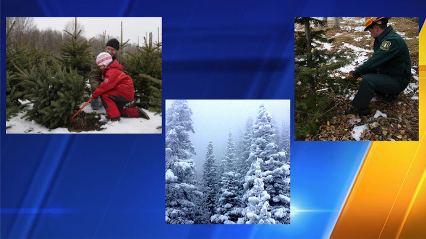 Christmas tree cutting permits for Gifford Pinchot National Forest