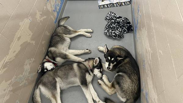 RAW: 14 husky dogs rescued after found roaming for over a month in Pierce County