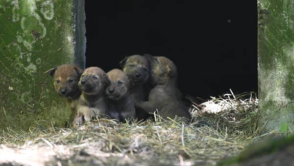 Point Defiance Zoo shares a 'pupdate' about their new American Red Wolf pups