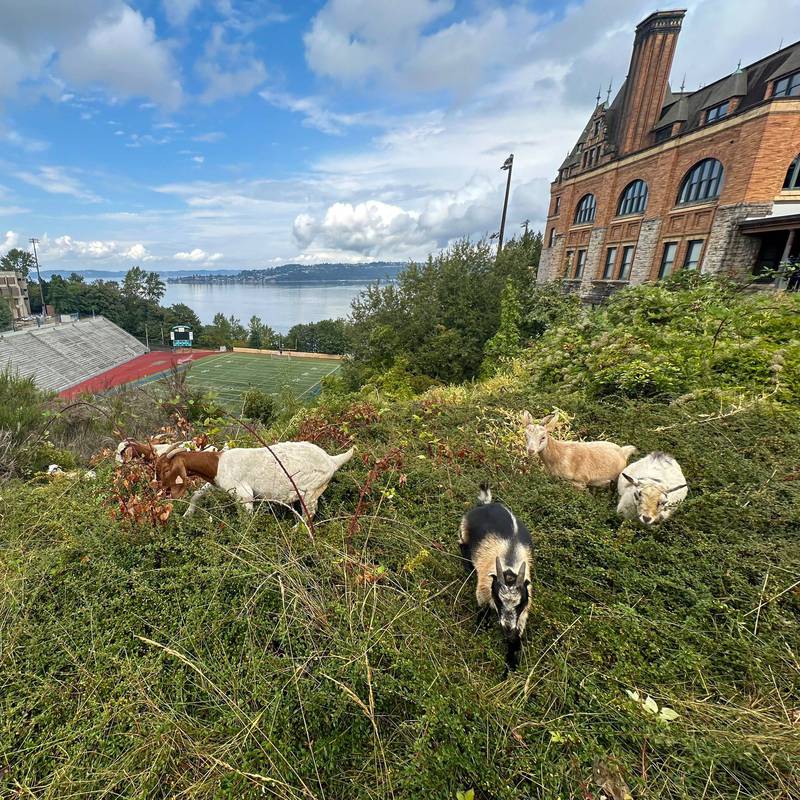 Goats eat overgrown brush at Stadium HS