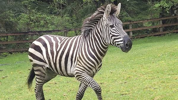 After six days, North Bend zebra finally corralled, but method questioned by locals