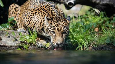 Nayla, jaguar at Woodland Park Zoo recovering following neurological treatment