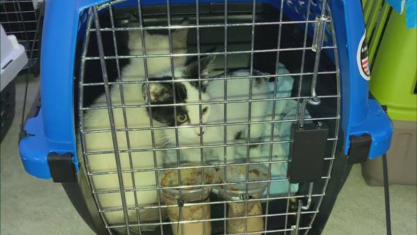 More than 150 cats, dogs, guinea pigs displaced by Hurricane Ian flown to Pacific Northwest
