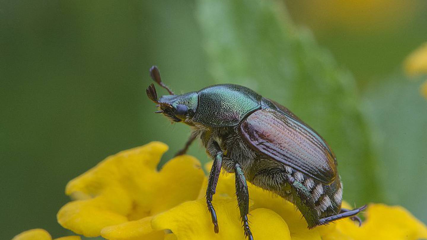 Infestation of invasive Japanese beetle 'growing exponentially