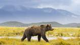 Grizzly bears returning to North Cascades