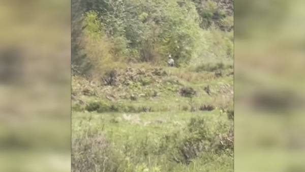 North Bend zebra caught on video near Boxley Creek