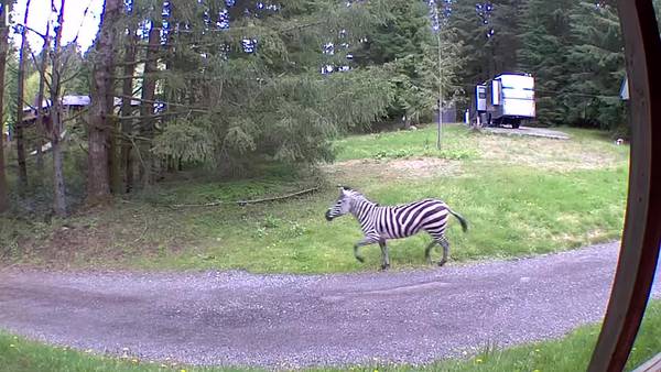VIDEO: Missing zebra caught on video outside North Bend mudroom