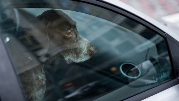 Snohomish County Sheriff’s Office explains consequences of leaving dogs in hot cars