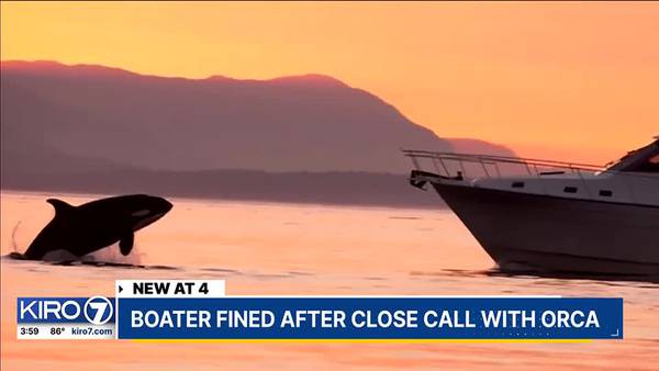 Boater fined after close call with orca