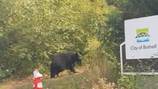 Recent bear sightings in Bothell prompt safety reminders