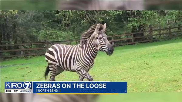 Zebras on the loose in North Bend