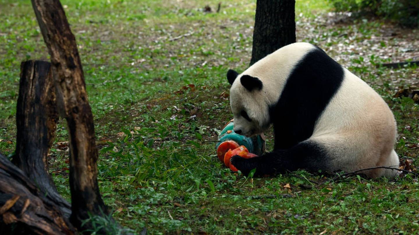 Panda Politics: What a Panda-Less DC Says About US Relations With