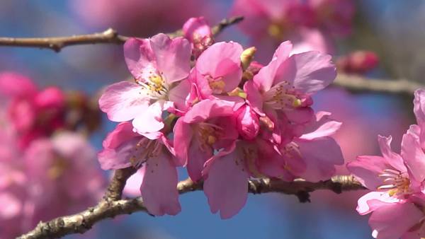 VIDEO: UW's Sara Shores explains cherry blossom varieties