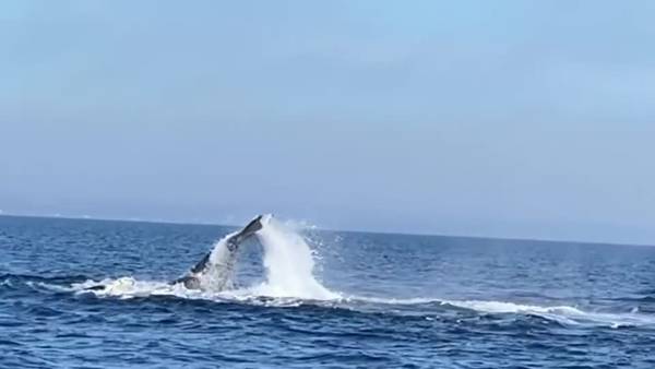 Slow-motion:  Humpback whale calf slaps tail, fall 2021