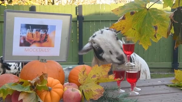 ‘Baa!’: Point Defiance Zoo animals chow down on Thanksgiving feast