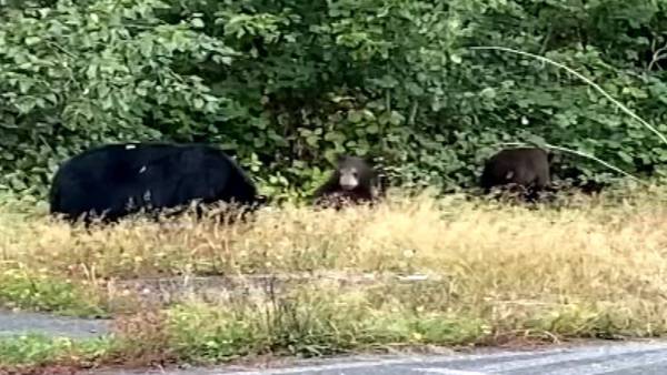Black bear and her cubs spotted in Blaine