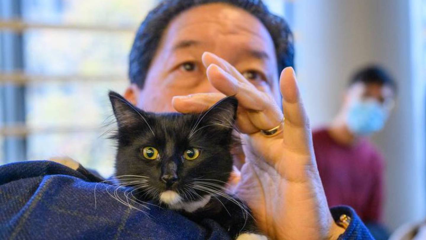Seattle City Hall to become “Kitty Hall” for annual adoption event