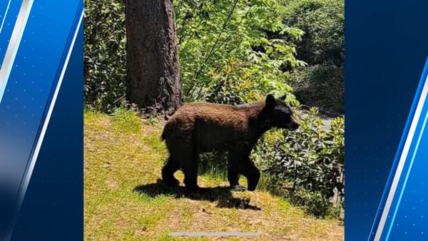 Black bear spotted near Tacoma neighborhood