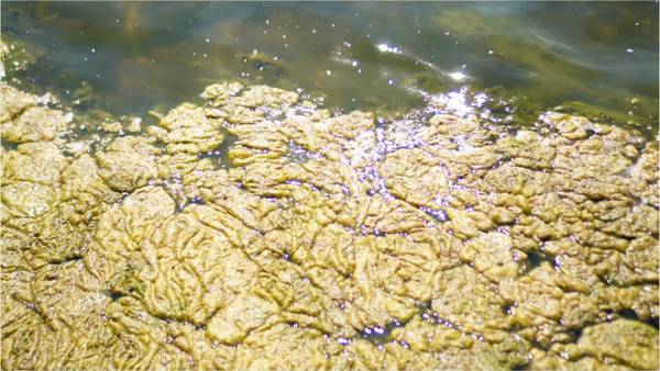 Toxic algae poisoning kills dog that swam in Texas river, owner says