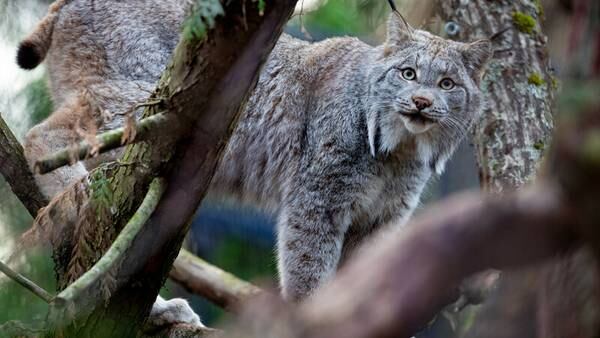 New lynx at the Woodland Park Zoo are ready for the public