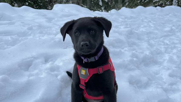 A closer look at the Avalanche Rescue Dog Program at Stevens Pass