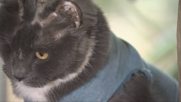 Burned cat, left to die, now ready for adoption in Kirkland
